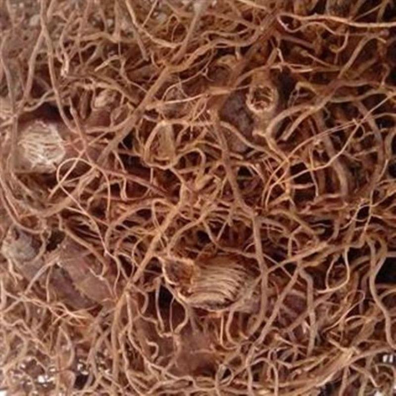 红毛七红毛冷背品种一公斤起售不满意可以退换货