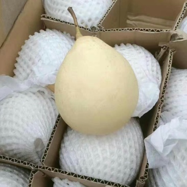 大量供应水晶鸭梨，梨白口感好，价格便宜产地直销
