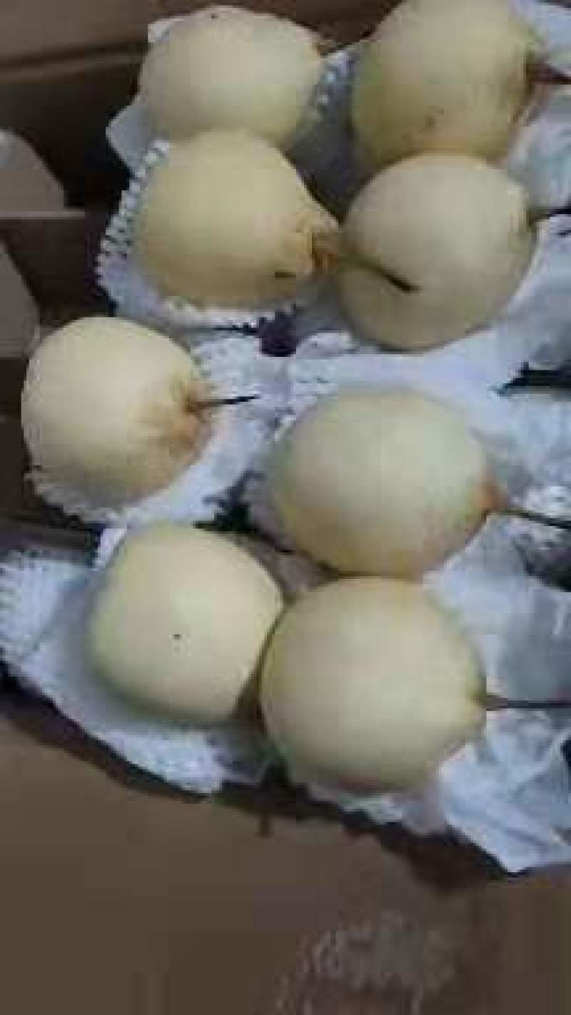 大量供应水晶鸭梨，梨白口感好，价格便宜产地直销