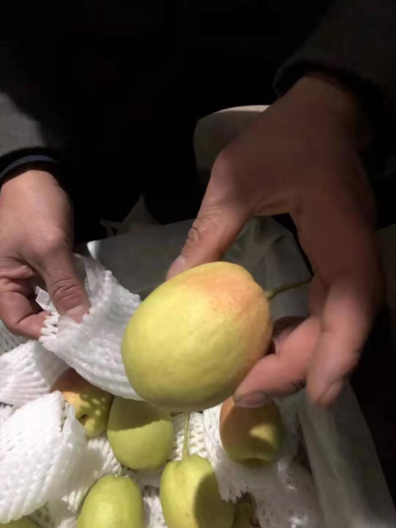 新梨七号大量现货口感脆甜无渣，产地直销，