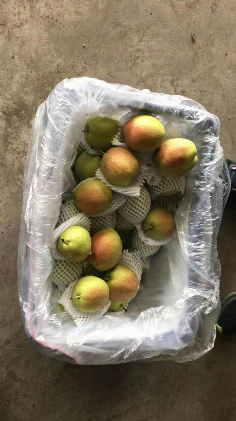 新梨七号大量现货口感脆甜无渣，产地直销，