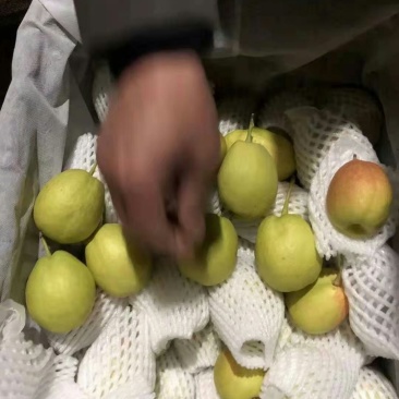 新梨七号大量现货口感脆甜无渣，产地直销，