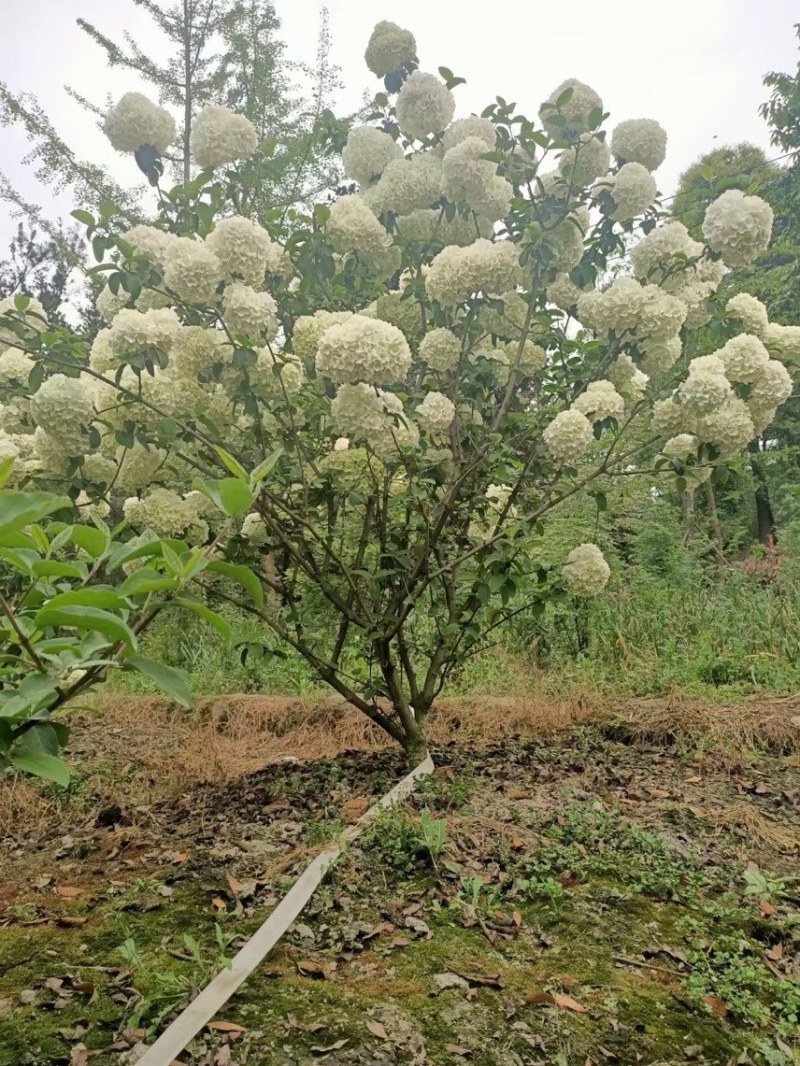 木绣球，大花朵，适合工程绿化用苗根系好。现取现发。