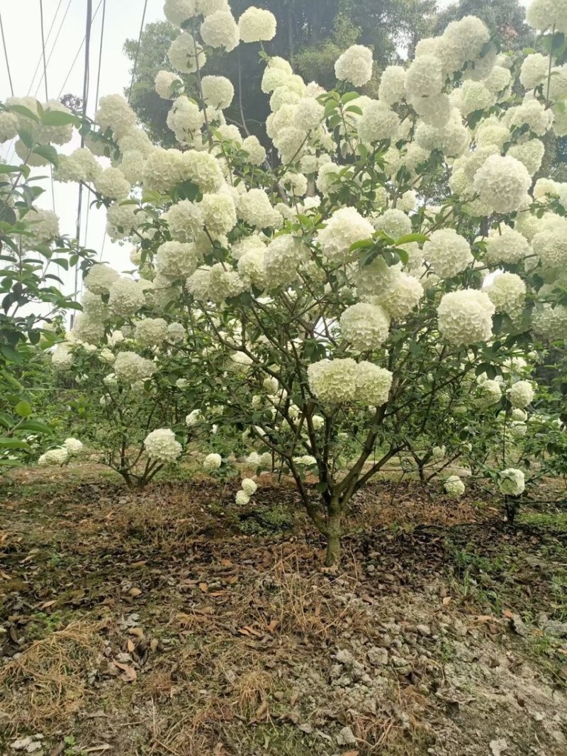 木绣球，大花朵，适合工程绿化用苗根系好。现取现发。