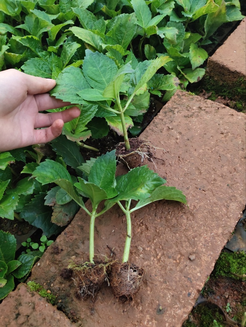 木绣球，大花朵，适合工程绿化用苗根系好。现取现发。