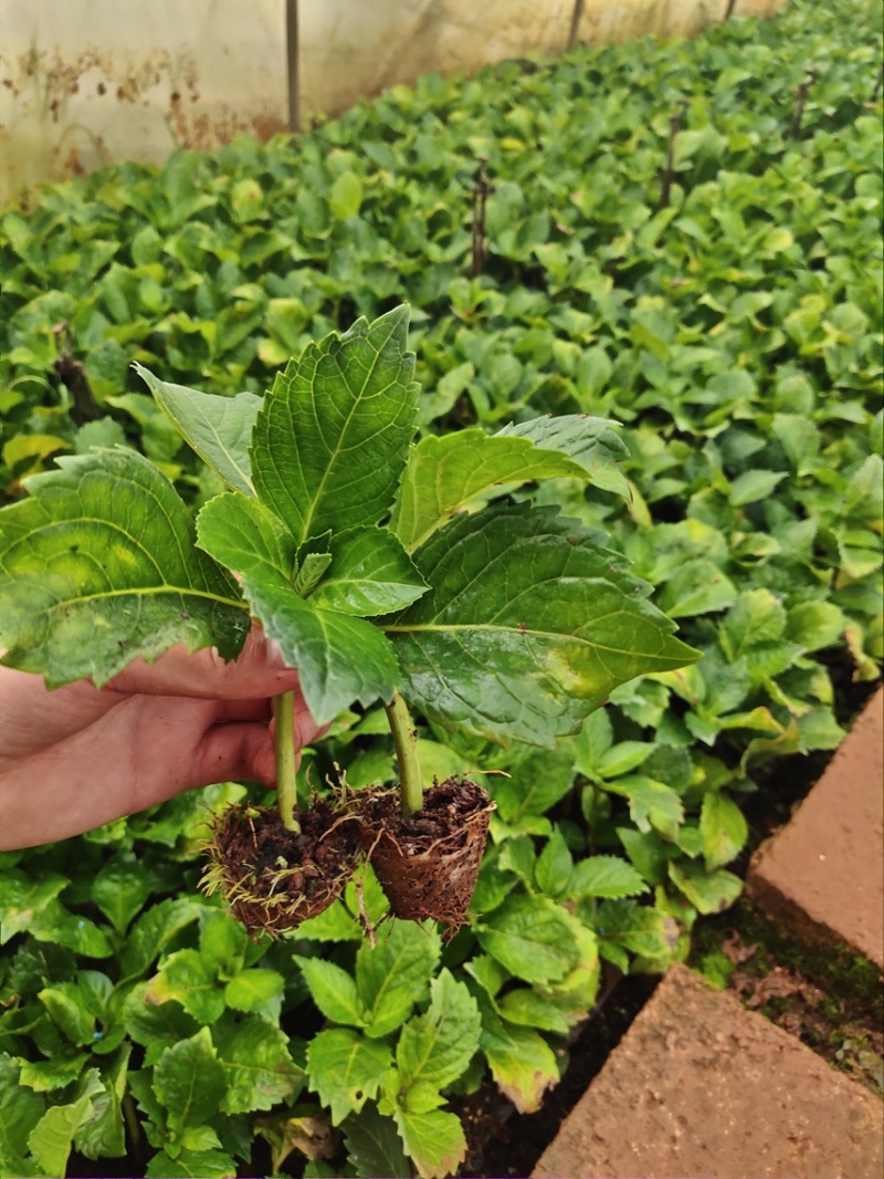 木绣球，大花朵，适合工程绿化用苗根系好。现取现发。
