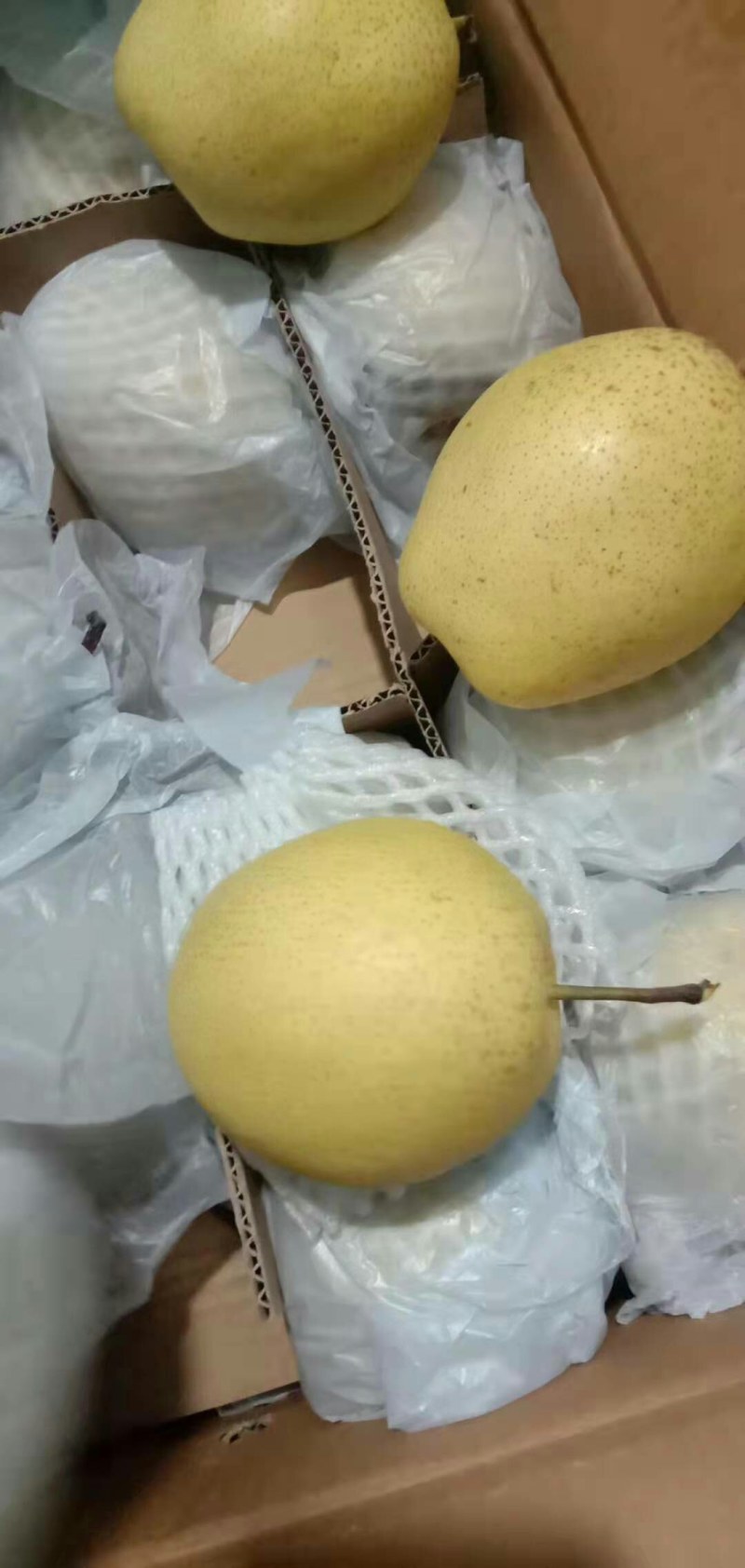 精品雪花梨大量出库中个大，口感好，冰糖雪梨的原材料