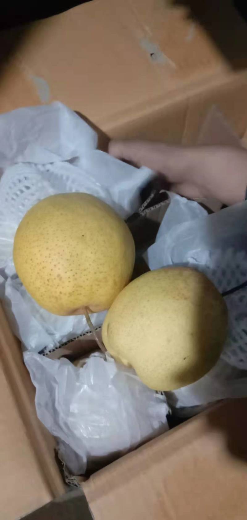 精品雪花梨大量出库中个大，口感好，冰糖雪梨的原材料