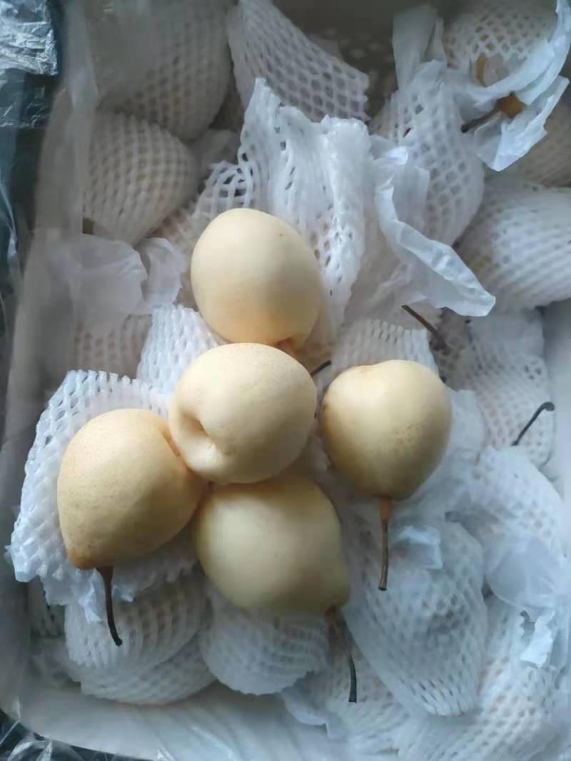 水晶鸭梨，个大梨白，口感细甜，产地直发，