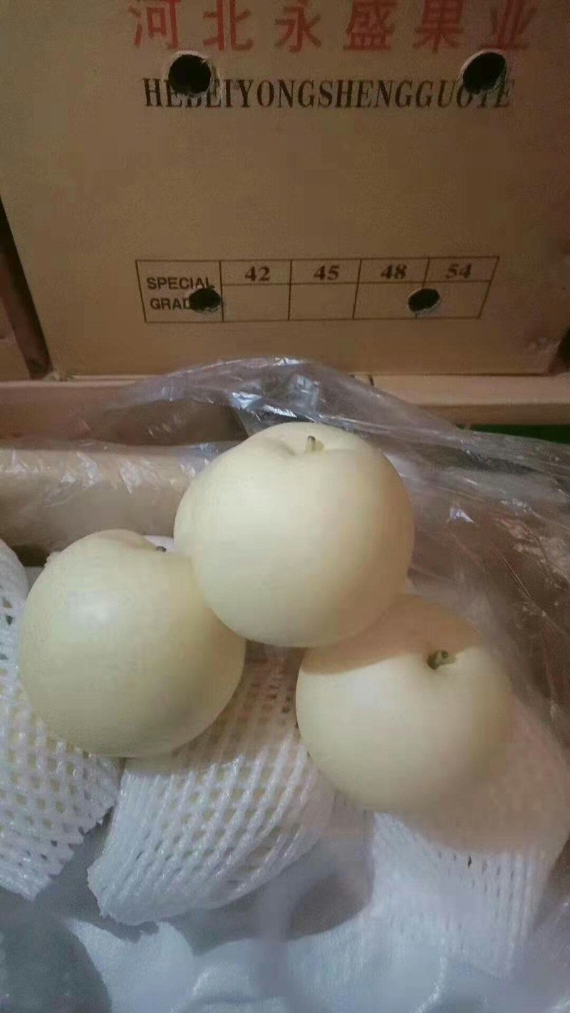 皇冠梨，大面积种植，产地直发，一手货源，