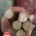赤芍种苗（赤峰金宝来合作社）