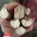 赤芍种苗（赤峰金宝来合作社）