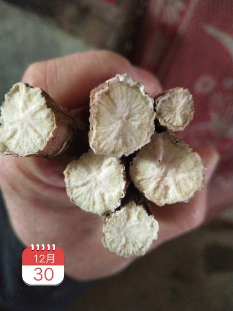 赤芍种苗（赤峰金宝来合作社）