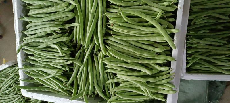 大量新苗四季豆横县龙须豆无筋豆大青豆小金豆