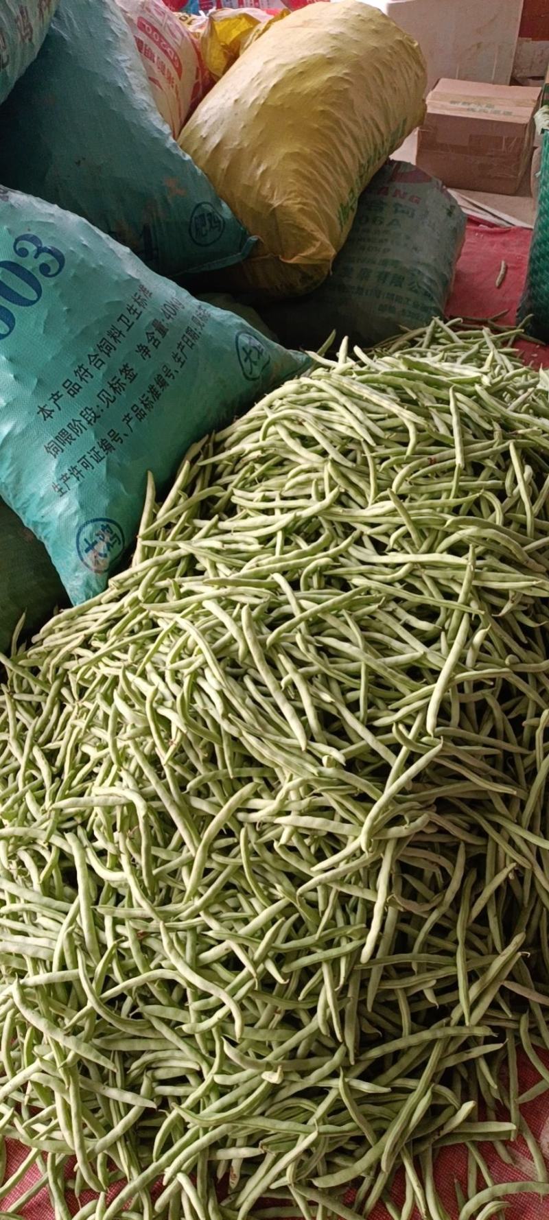 大量新苗四季豆横县龙须豆无筋豆大青豆小金豆