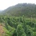 白玉山药苗产量高一代原生种苗，采用生土培育