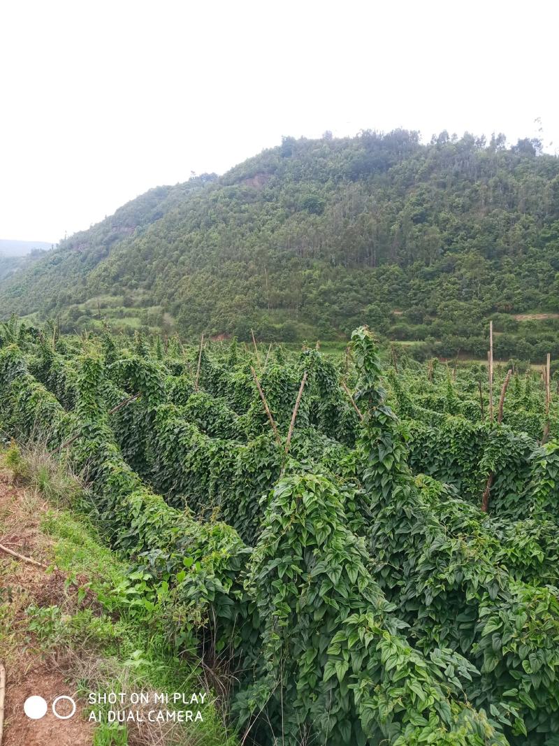 白玉山药苗产量高一代原生种苗，采用生土培育