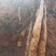 白玉山药苗产量高一代原生种苗，采用生土培育