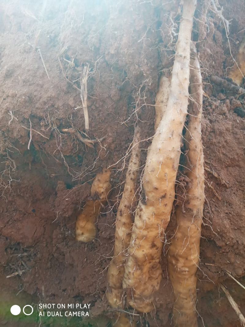 白玉山药苗产量高一代原生种苗，采用生土培育
