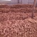 白玉山药苗产量高一代原生种苗，采用生土培育