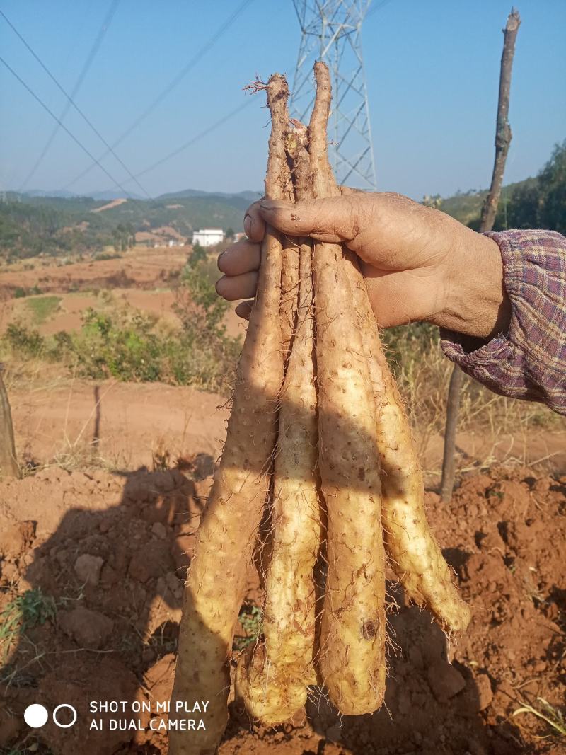 白玉山药苗产量高一代原生种苗，采用生土培育