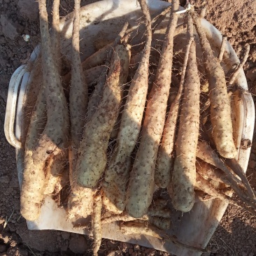白玉山药苗产量高一代原生种苗，采用生土培育