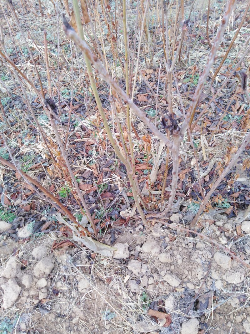 红富士苹果苗，烟富6号苹果苗，烟富8号苹果苗，富士苹果苗