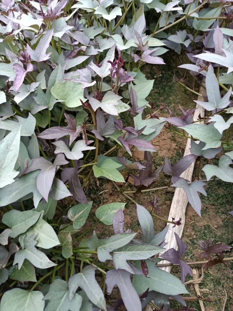 脱毒红薯苗，现苗供应
