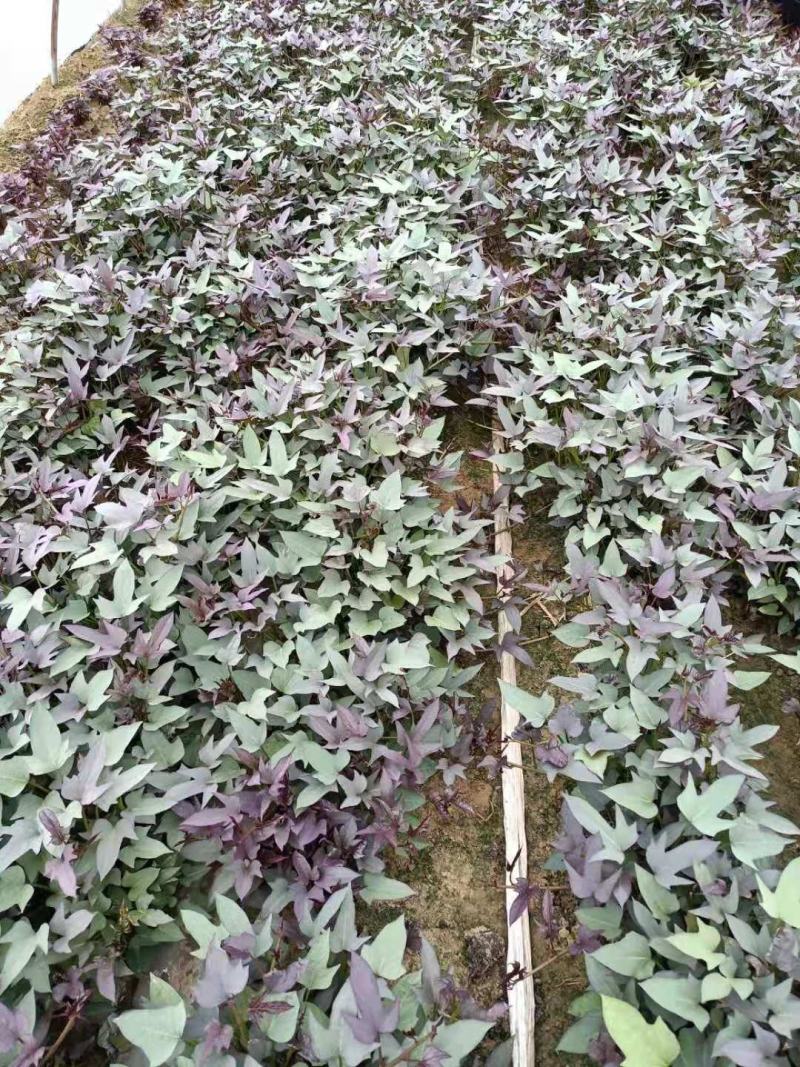 脱毒红薯苗，现苗供应
