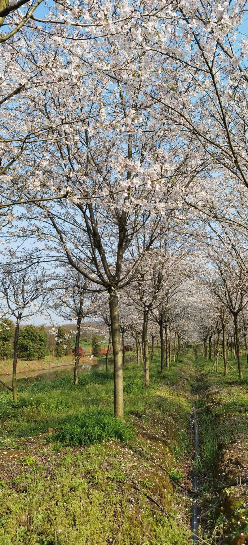 高杆早樱晚樱花树18~20cm