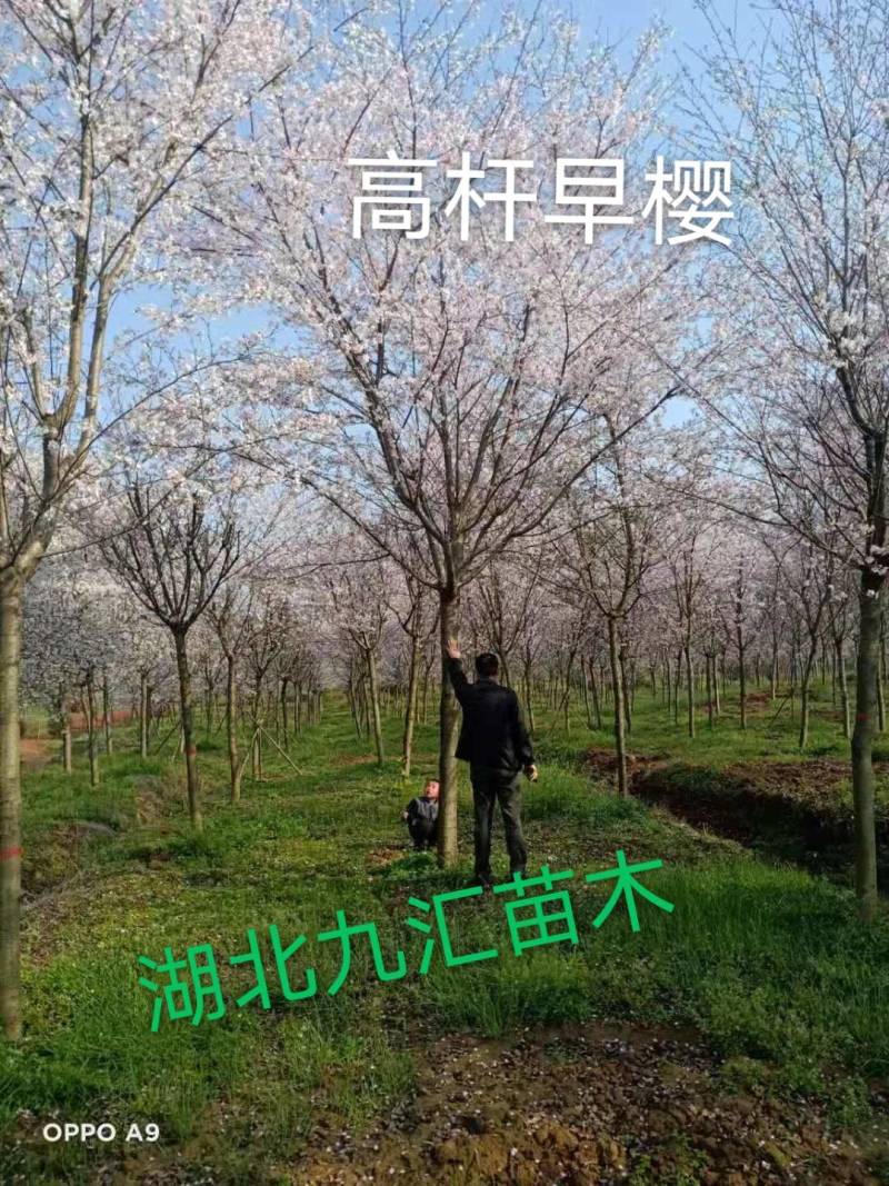 高杆早樱晚樱花树18~20cm