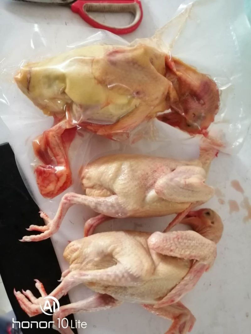 鲜鸽子蛋自养自销五谷杂粮孕妇宝宝辅食营养补品