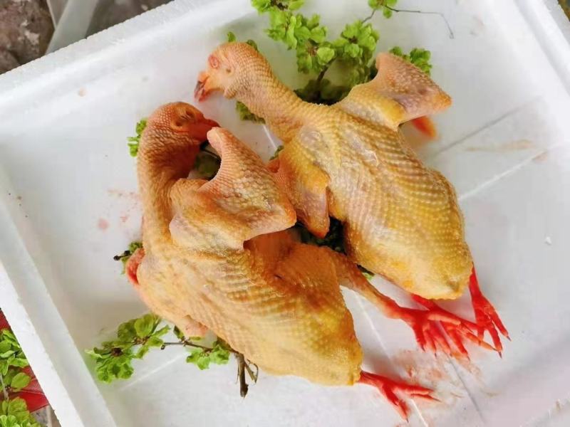 鲜鸽子蛋自养自销五谷杂粮孕妇宝宝辅食营养补品