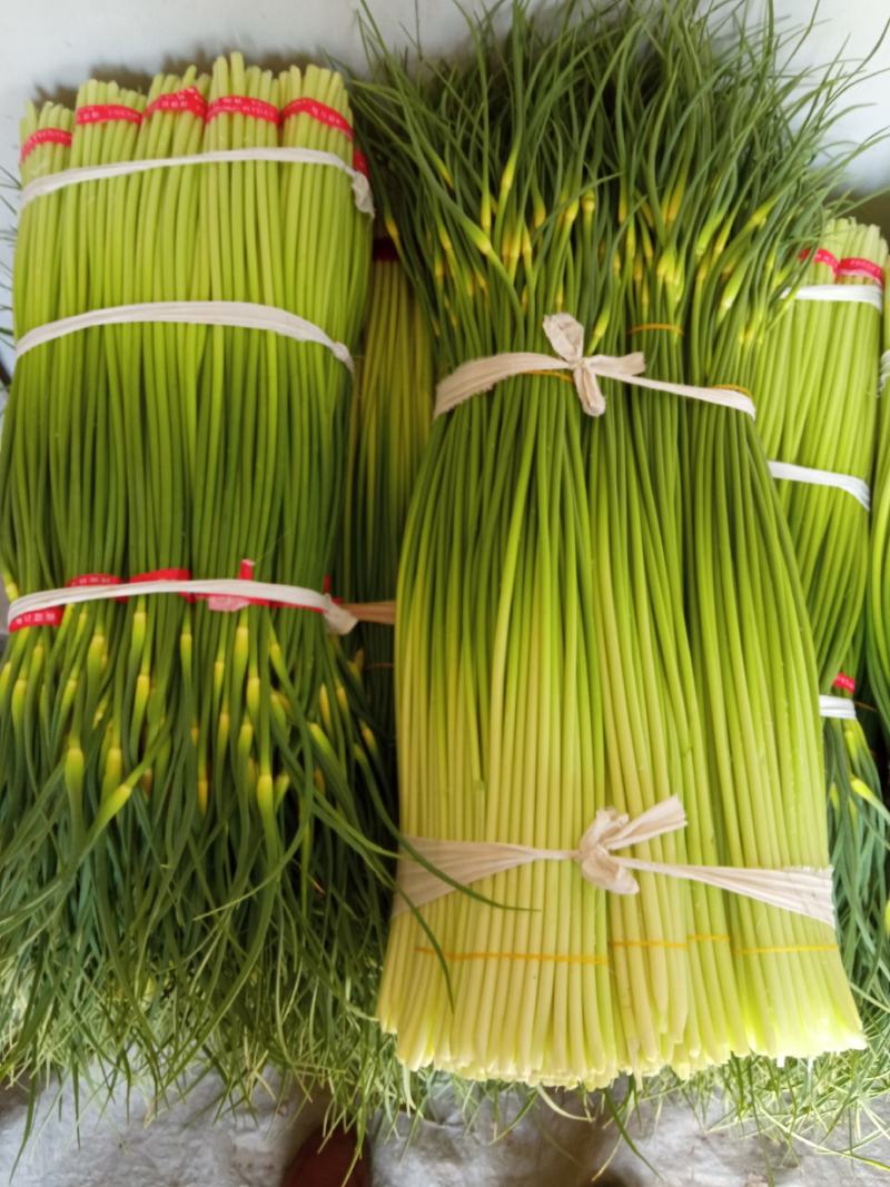 白帽蒜薹精品干茬无泡水50~60cm