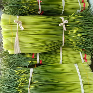 白帽蒜薹精品干茬无泡水50~60cm