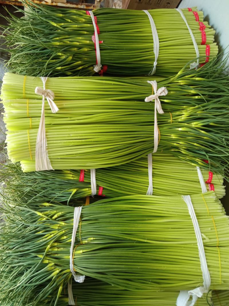 白帽蒜薹精品干茬无泡水50~60cm