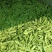 蔬菜豆类扁青芸豆赶集货