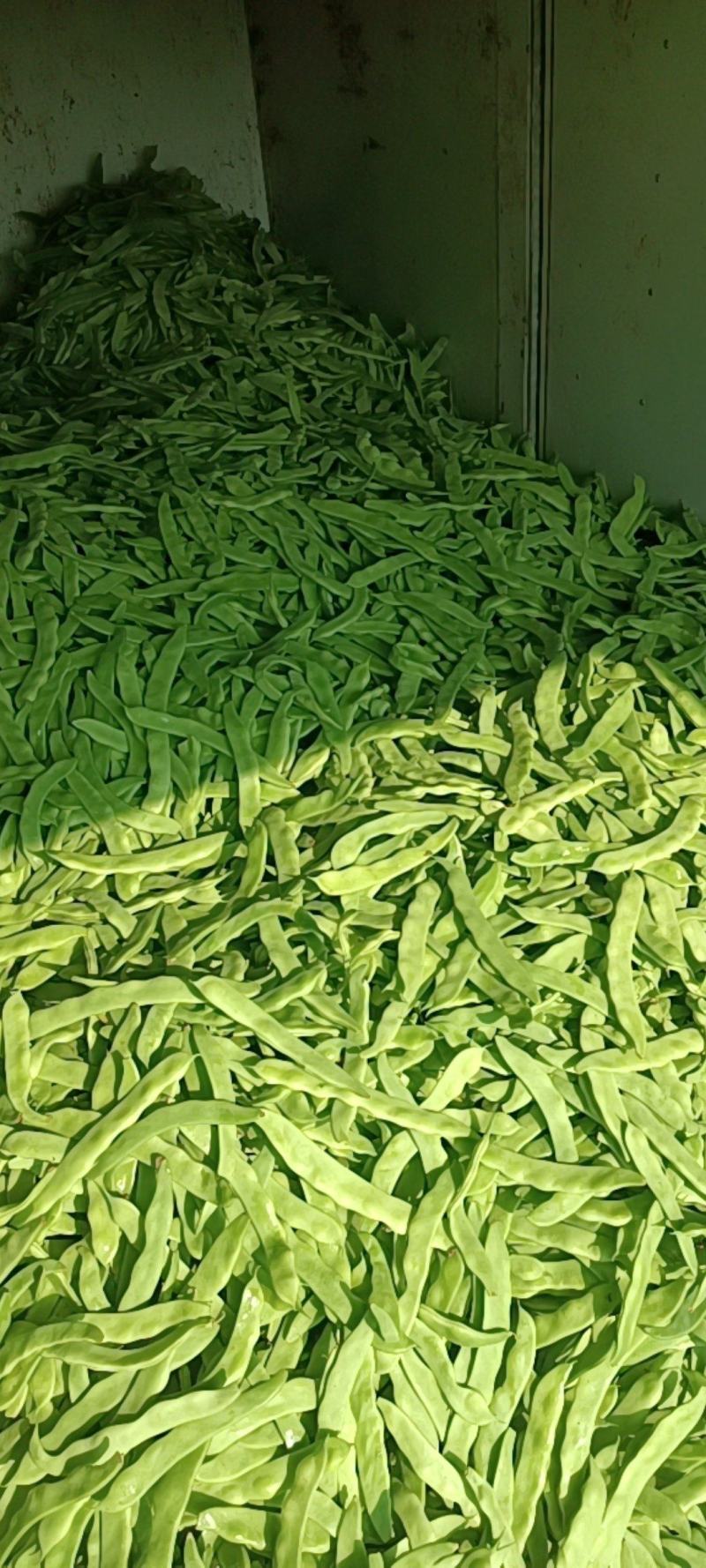 蔬菜豆类扁青芸豆赶集货