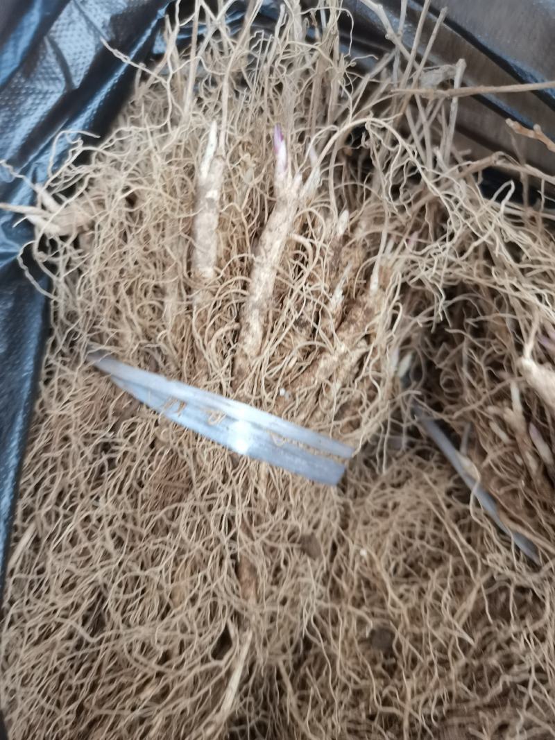 白鲜皮种苗基地现挖现发一年苗