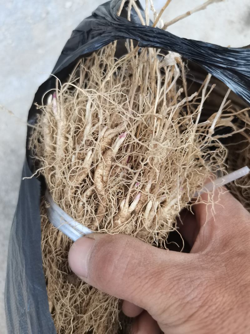 白鲜皮种苗基地现挖现发一年苗