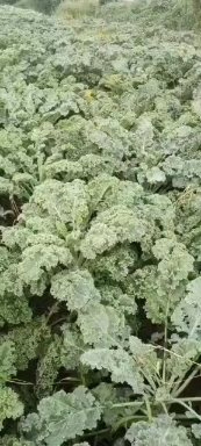 雨衣甘蓝，菠菜大量上市，价格面议。