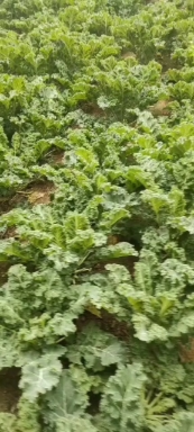 雨衣甘蓝，菠菜大量上市，价格面议。