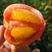普罗旺斯水果西红柿沙瓤番茄皮薄多汁产地直供货源稳定