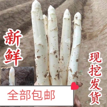 山东特产新鲜白芦笋石刁柏龙须菜现挖现发农家鲜嫩白芦笋