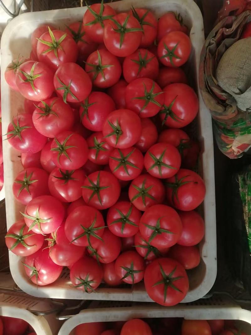 硬粉西红柿，新货上市啦！产地直供，质量保证，价格便宜。