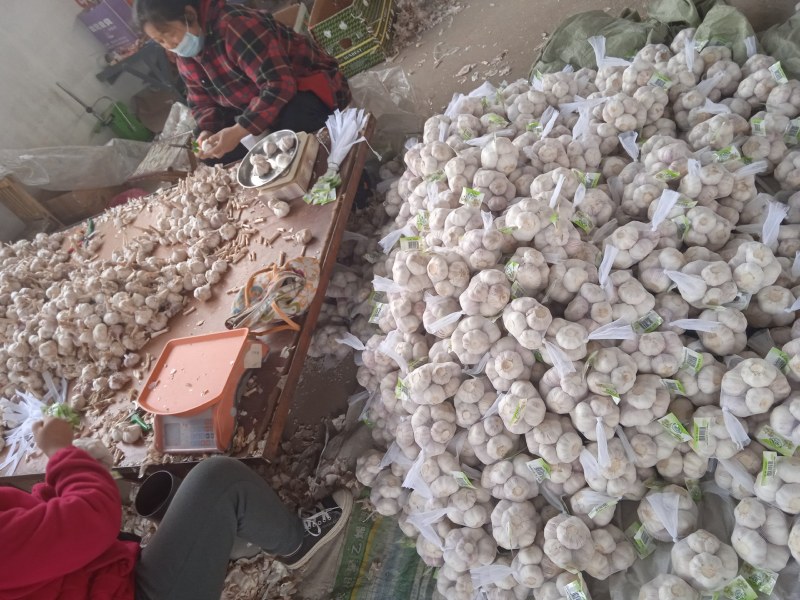 金乡大蒜300g包装产地直发供应生鲜超市社区团购