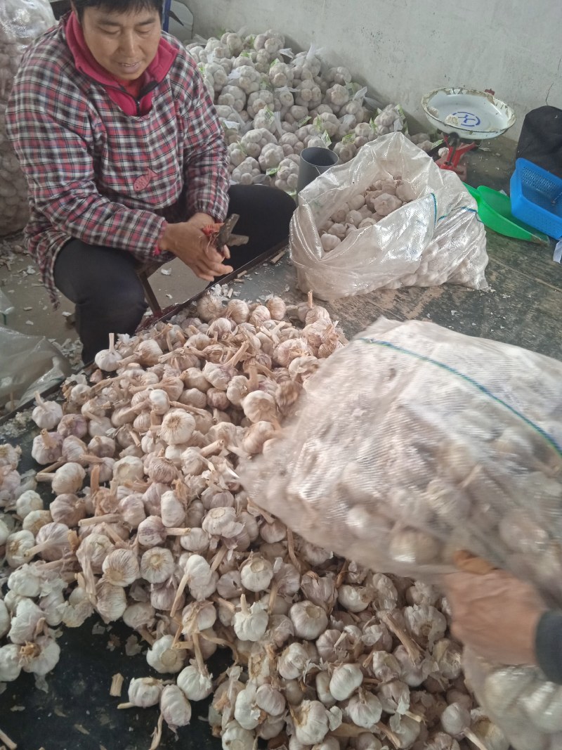金乡大蒜300g包装产地直发供应生鲜超市社区团购