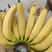 大量生熟香蕉批发广西广东香蕉云南海南香蕉
