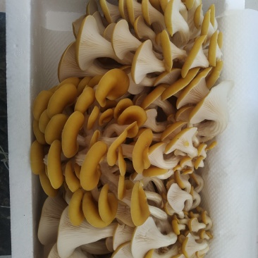 鸡油菌，新鲜鸡油黄菌，特菜，鲜货，火锅搭档