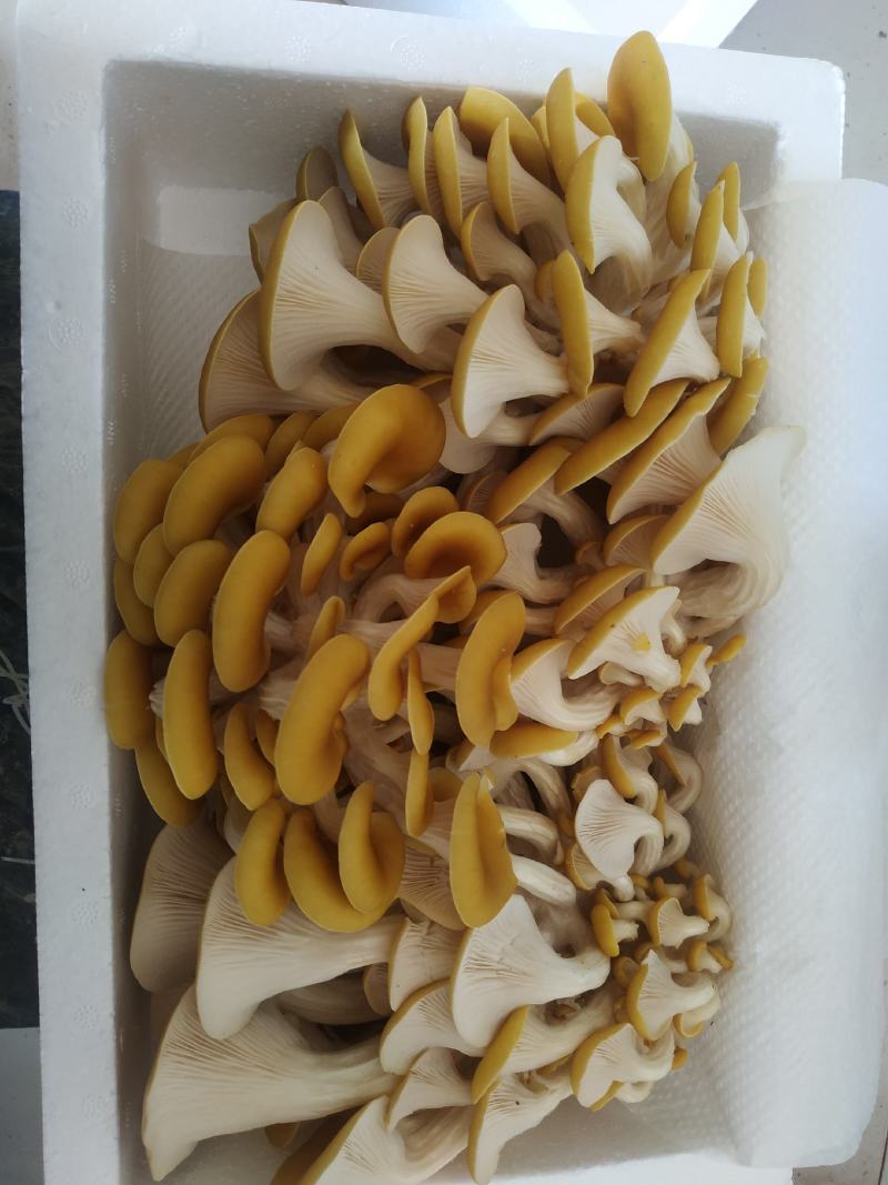 鸡油菌，新鲜鸡油黄菌，特菜，鲜货，火锅搭档